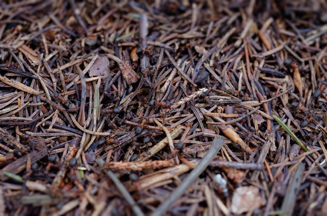 16. Thinking Pine Needle Mulch Poisons Soil With Acid (Image Credits: Unsplash)