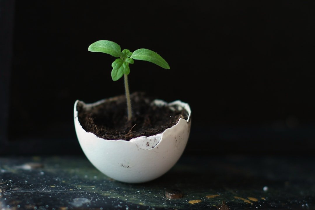 20. Thinking Eggshells Quickly Boost Soil Calcium (Image Credits: Unsplash)