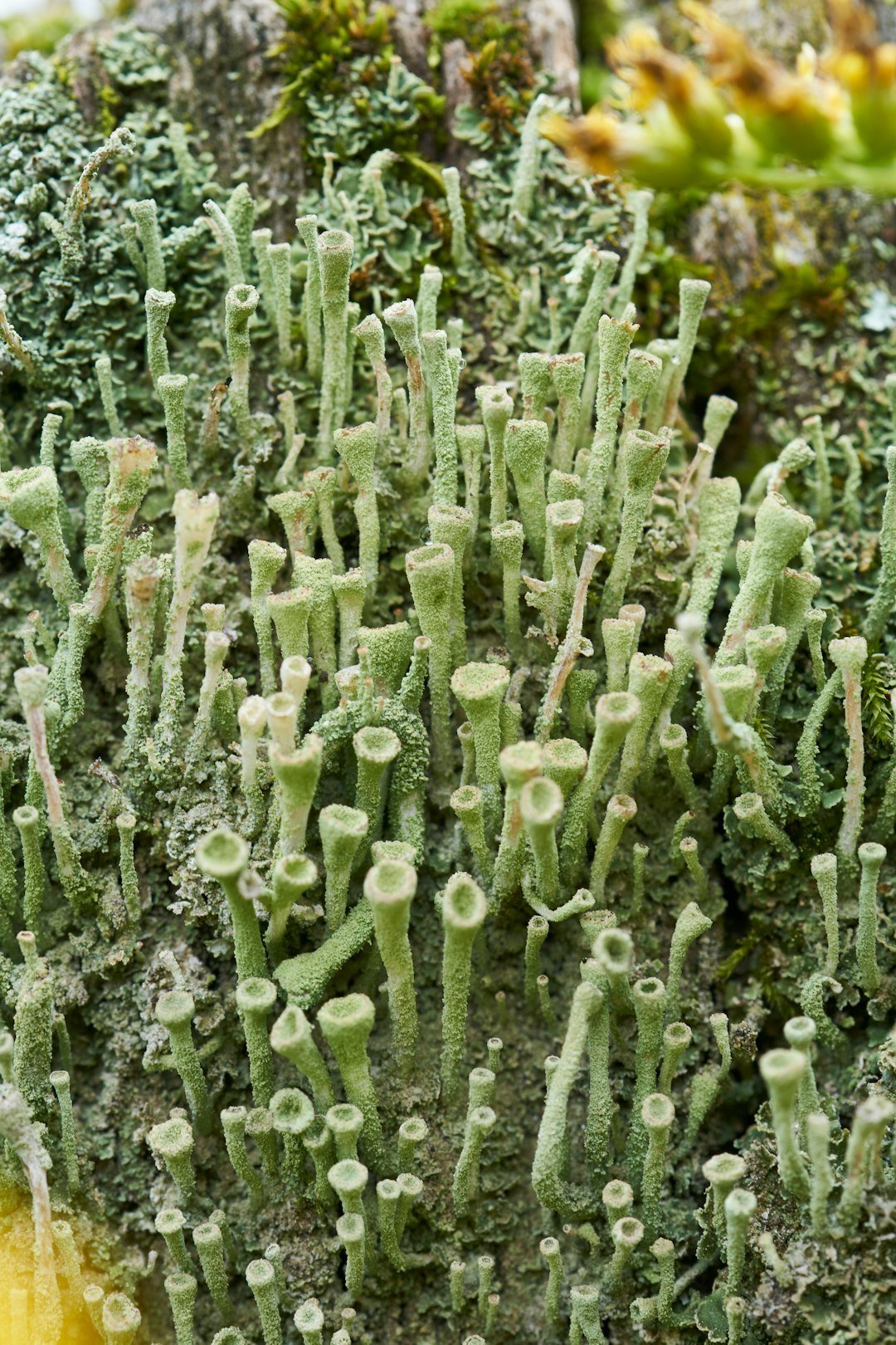 21. Destroying Fungal Hyphae Networks With Aggressive Cultivation (Image Credits: Unsplash)