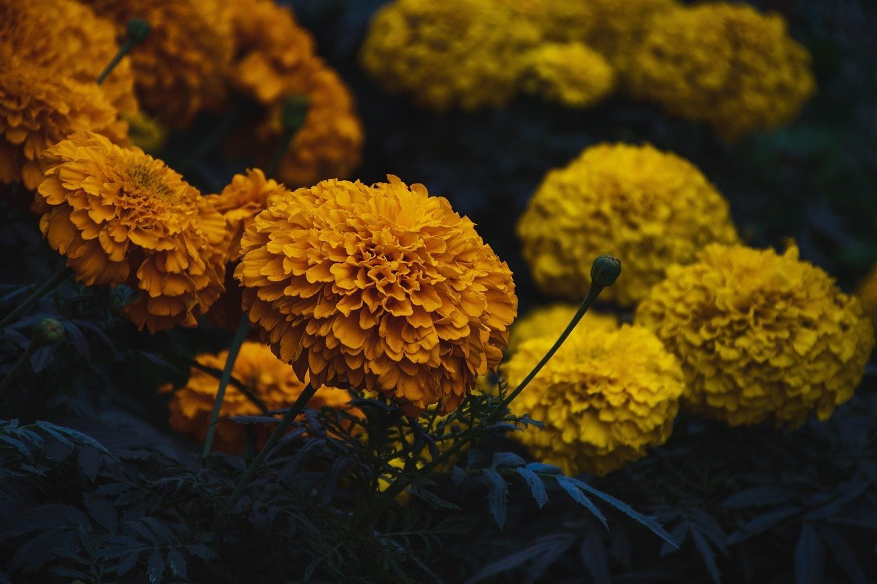 23. Trusting Marigolds to Repel Mosquitoes From the Whole Yard (Image Credits: Pixabay)