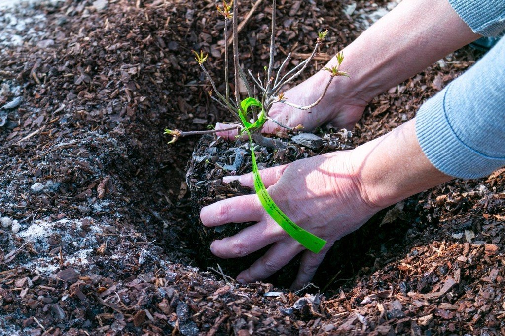 30. Skipping Mulch and Leaving Soil Exposed to Sun All Summer (Image Credits: Rawpixel)