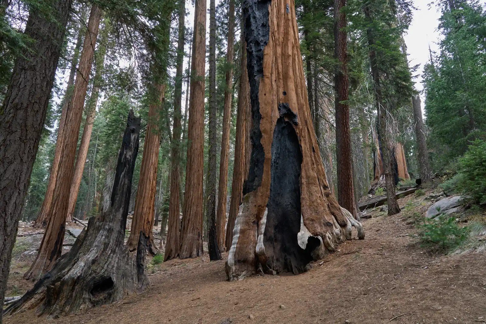 2. Sequoia National Park's Giant Sequoias (Image Credits: Shutterstock)