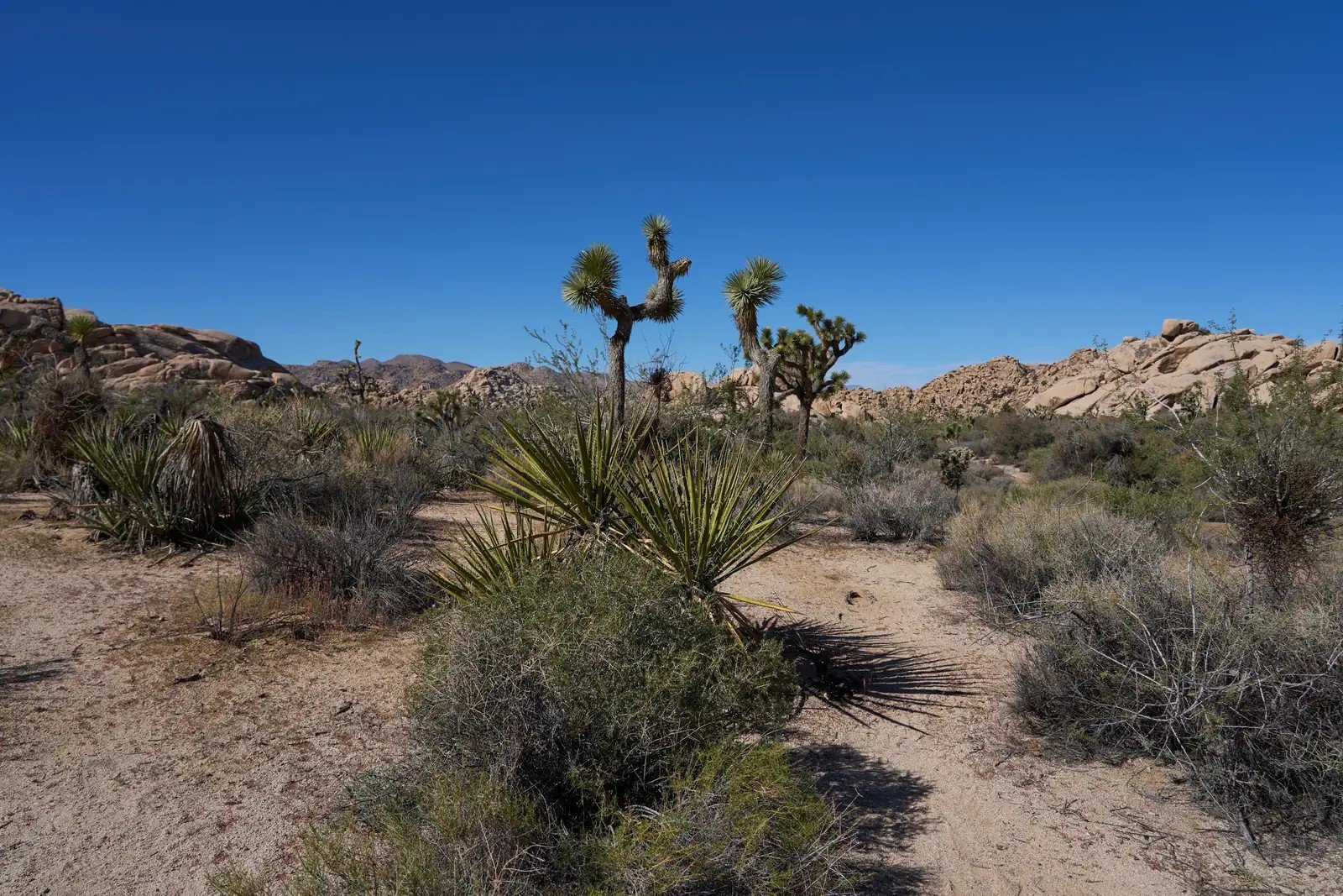 3. Joshua Tree National Park's Iconic Cacti (Image Credits: Shutterstock)