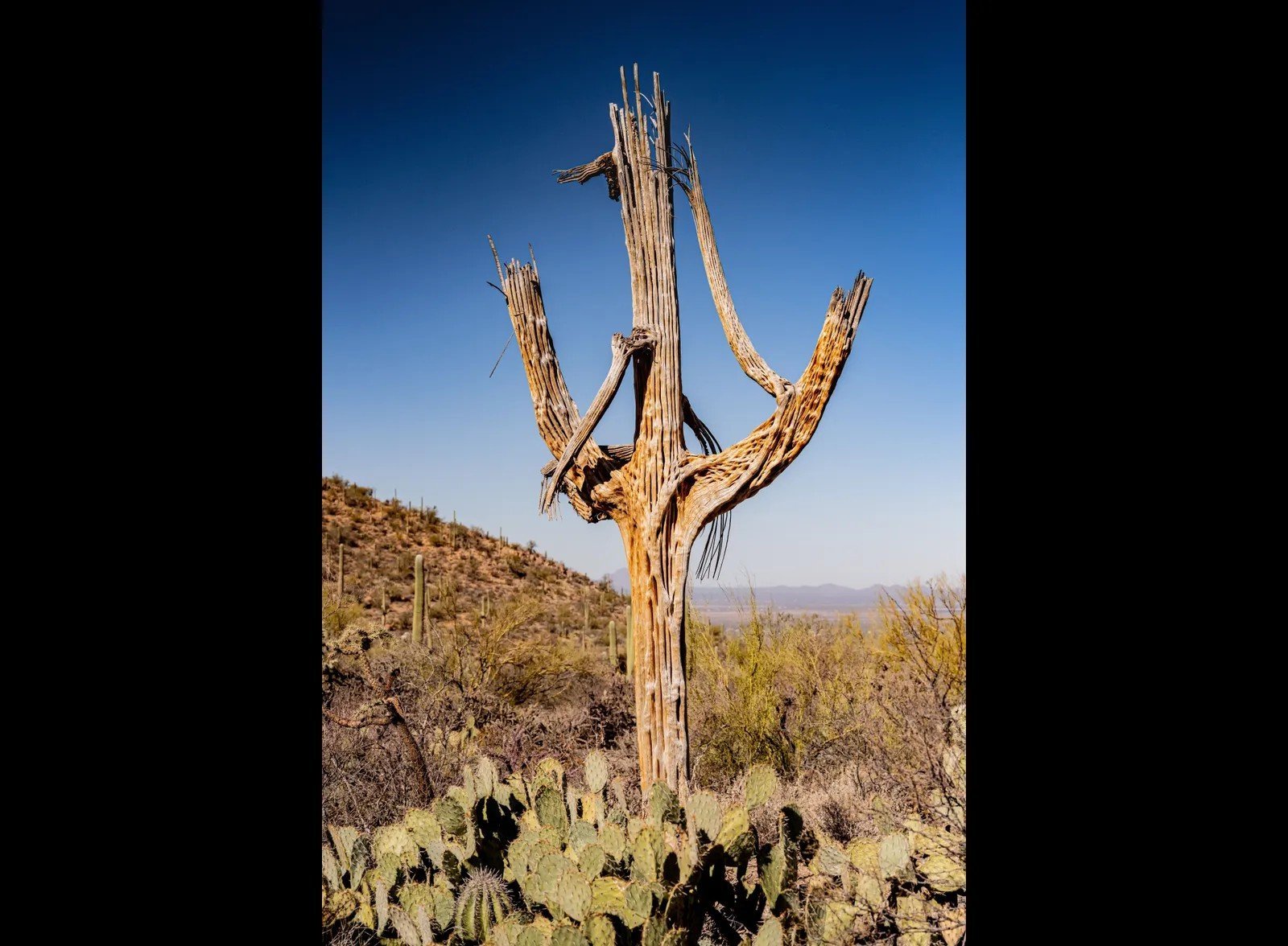5. Saguaro National Park's Towering Cacti (Image Credits: Shutterstock)
