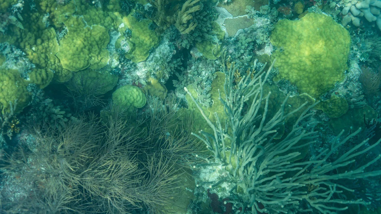 9. Biscayne National Park's Coral Reefs (Image Credits: Shutterstock)