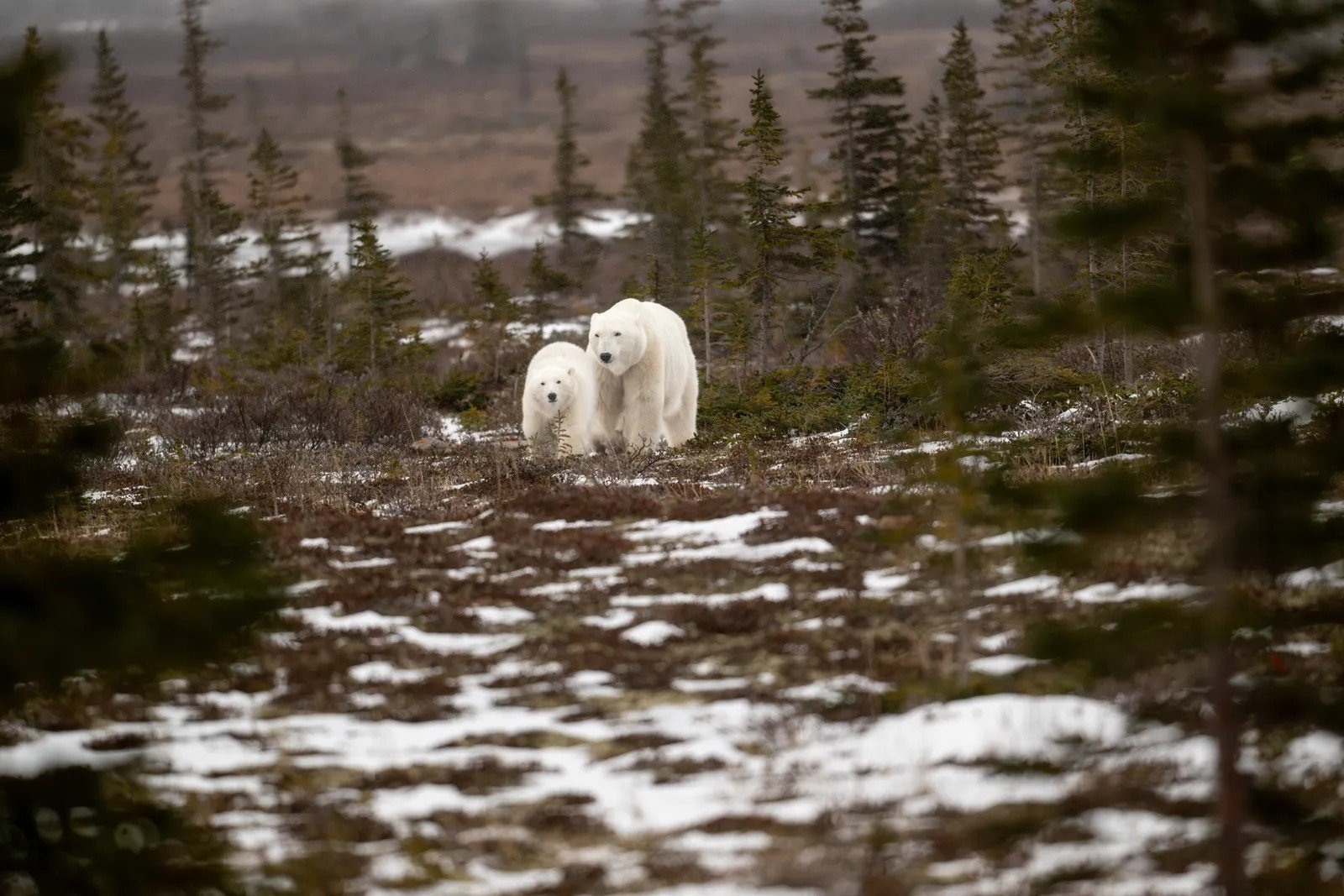 12. Arctic National Wildlife Refuge's Coastal Plain (Image Credits: Shutterstock)