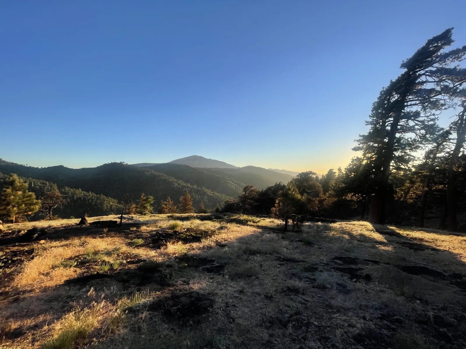 15. Angeles National Forest's Mountain Forests (Image Credits: Shutterstock)