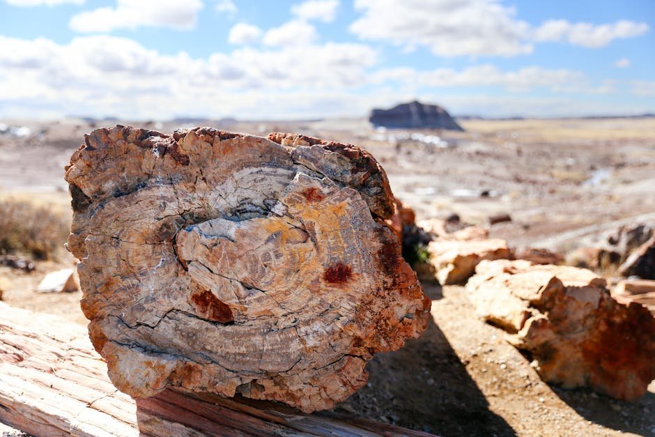 16. Petrified Forest National Park's Ancient Logs (Image Credits: Pexels)