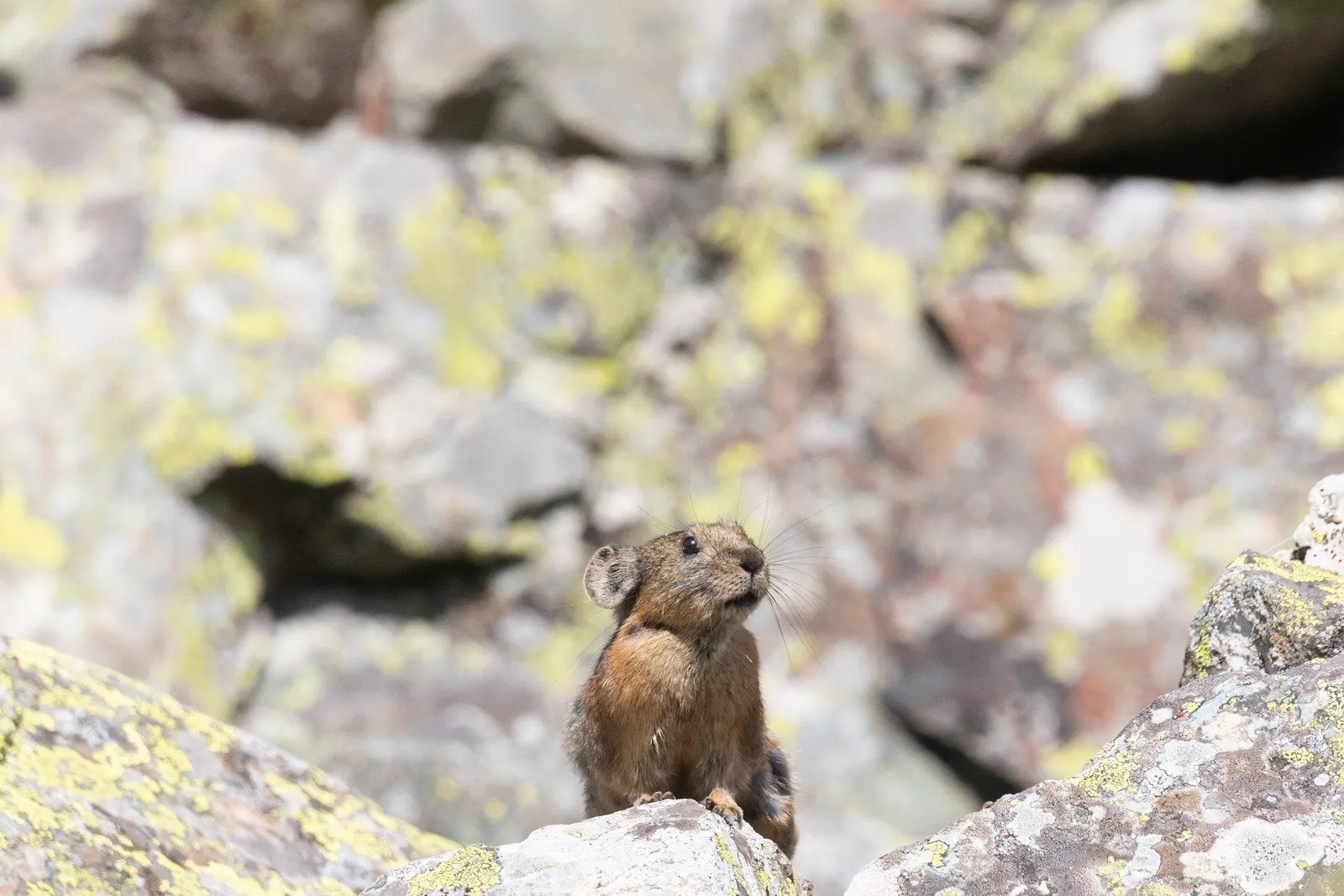 17. Lassen Volcanic National Park's Pika Habitats (Image Credits: Shutterstock)