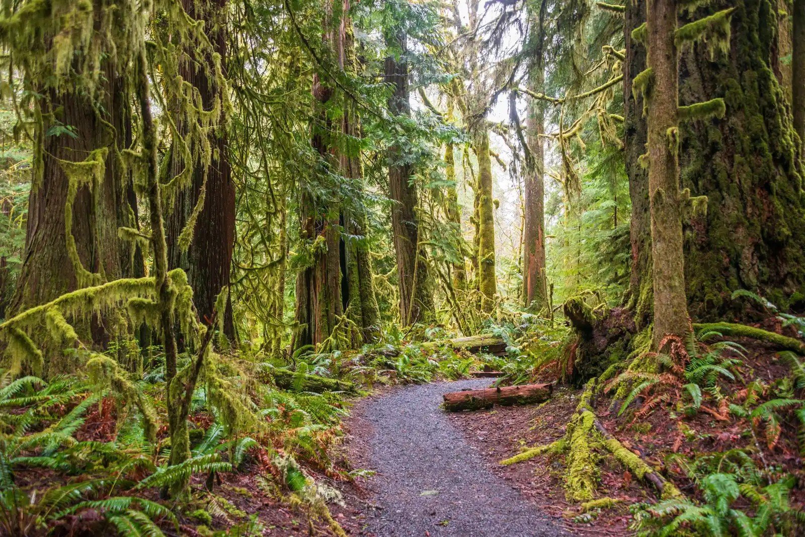21. Olympic National Park's Temperate Rainforest (Image Credits: Shutterstock)