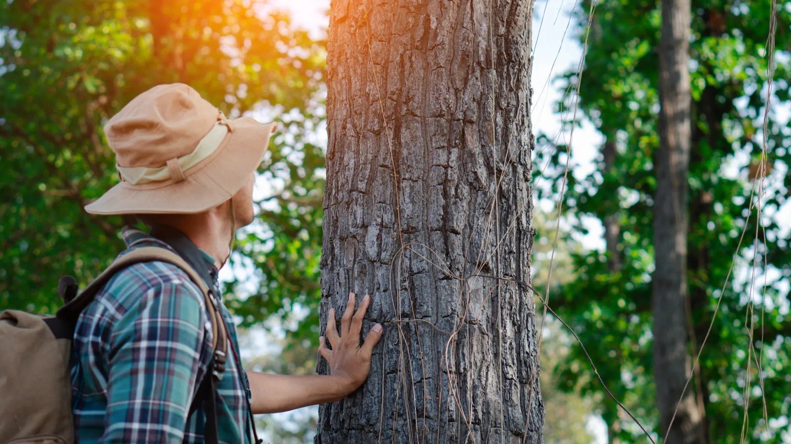 How You Can Help Save These Wonders (Image Credits: Shutterstock)