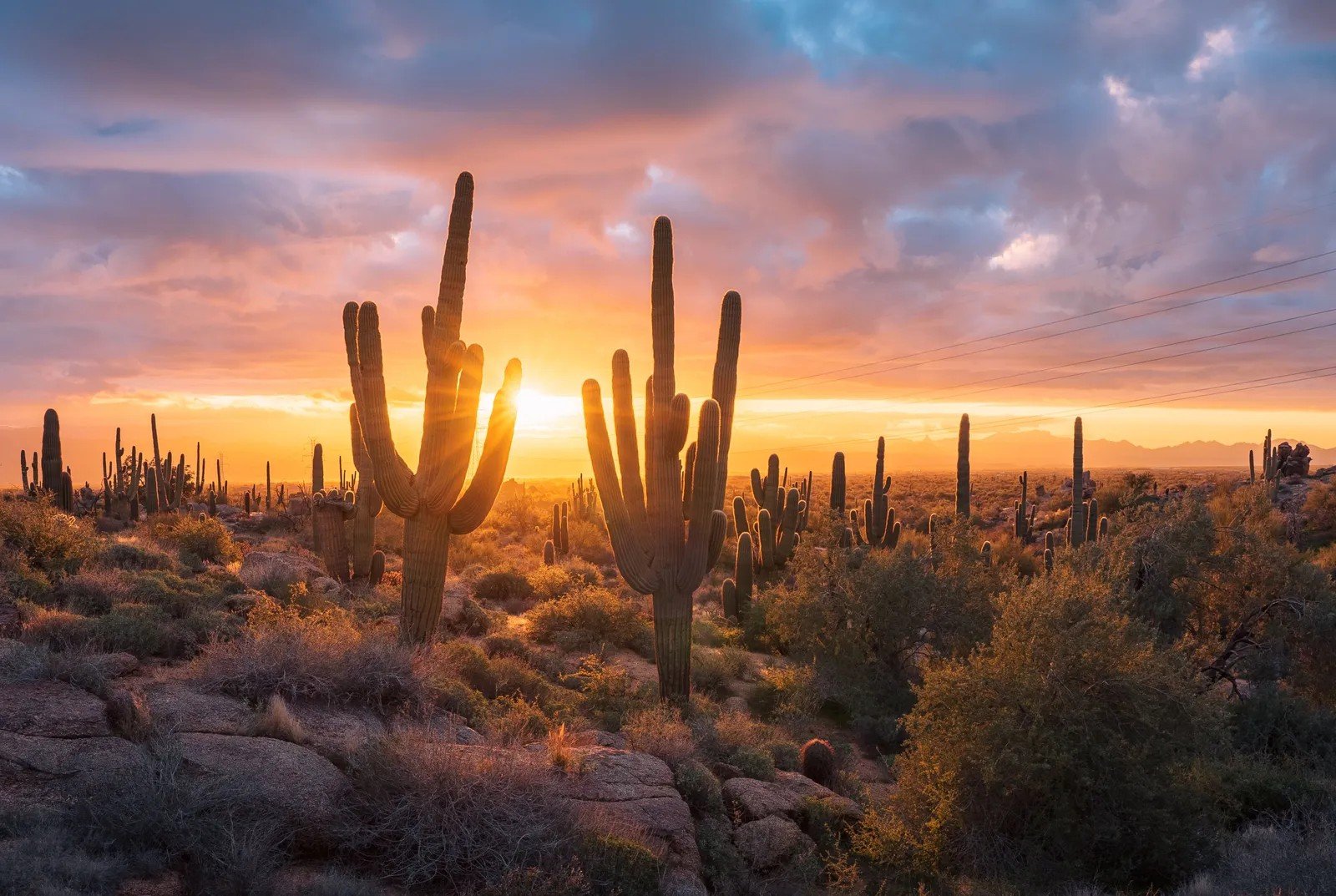 Original view of #16. The Sonoran Desert, Arizona - The Desert That Shouldn't Be This Alive