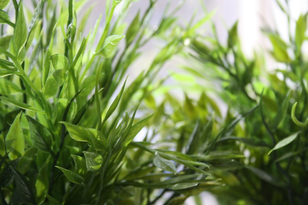 #11 - Fake Plants (Especially Dusty Ones) (Image Credits: Unsplash)
