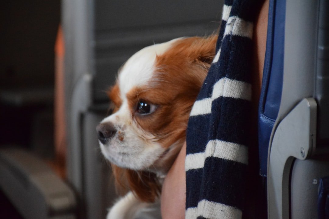 #6 - Sedating Your Dog Before a Flight Is More Dangerous Than It Sounds