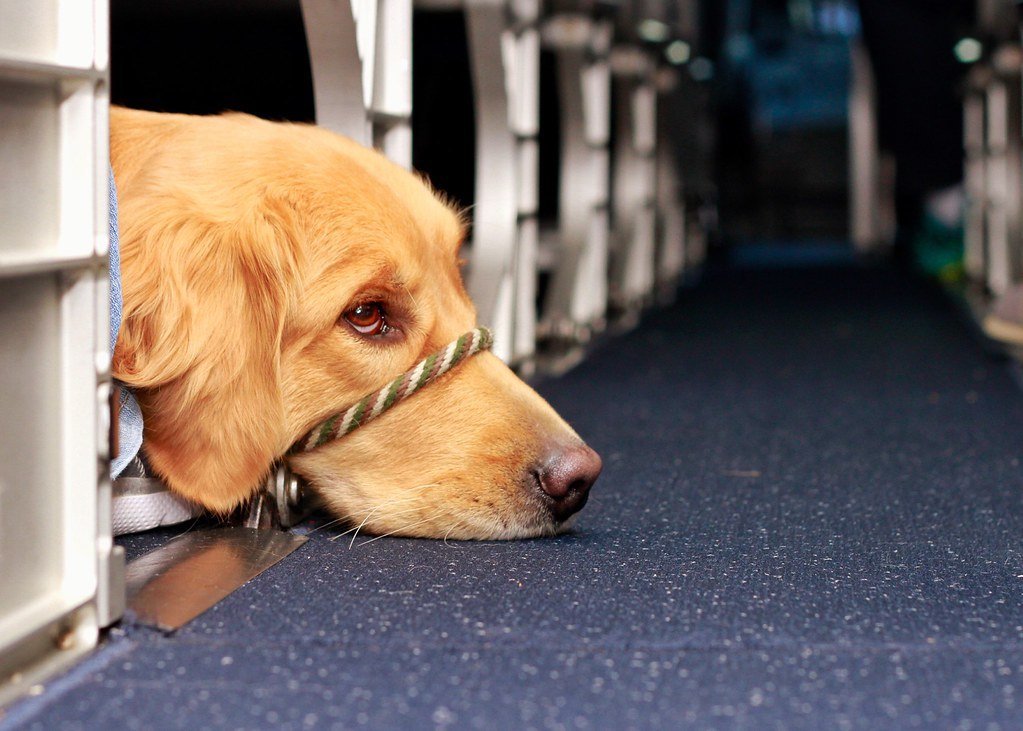 #9 - Most Airlines Cap the Number of Pets Per Flight, and Spots Fill Up Fast (BrevisPhotography, Flickr, CC BY 2.0)