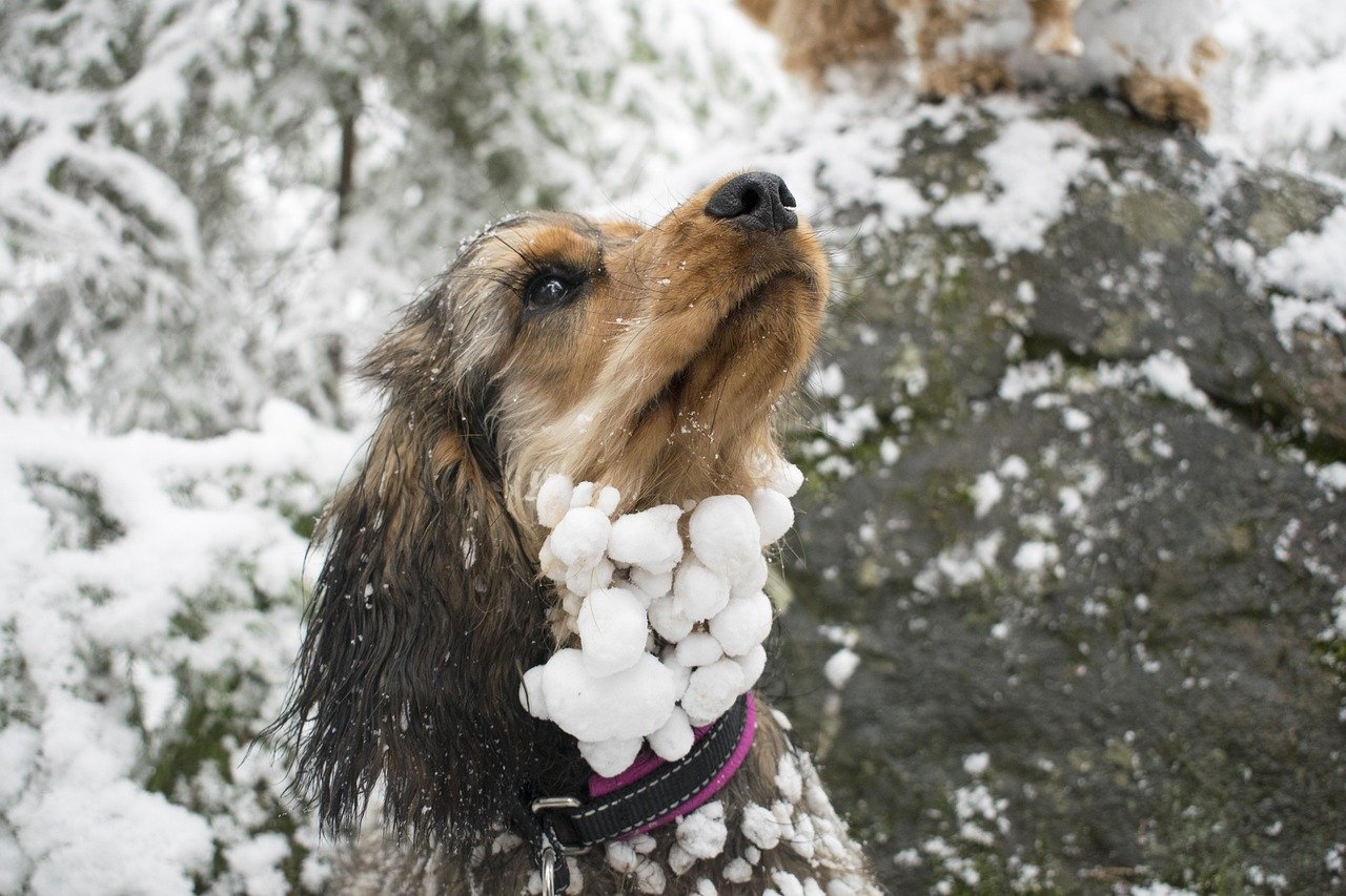 #5 - Temperature Restrictions Can Ground Your Dog With Zero Warning (Image Credits: Pixabay)
