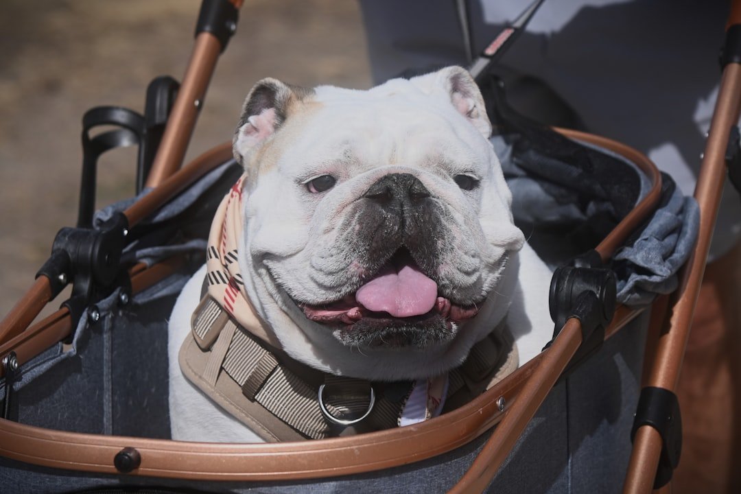 #4 - Flat-Faced Breeds Face a Whole Different Set of Rules - and Real Health Risks (Image Credits: Unsplash)