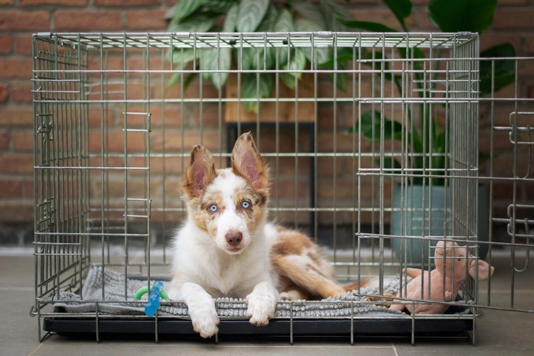 #1 - Crate Training Weeks Before the Flight Is the Single Most Impactful Thing You Can Do (Image Credits: Unsplash)