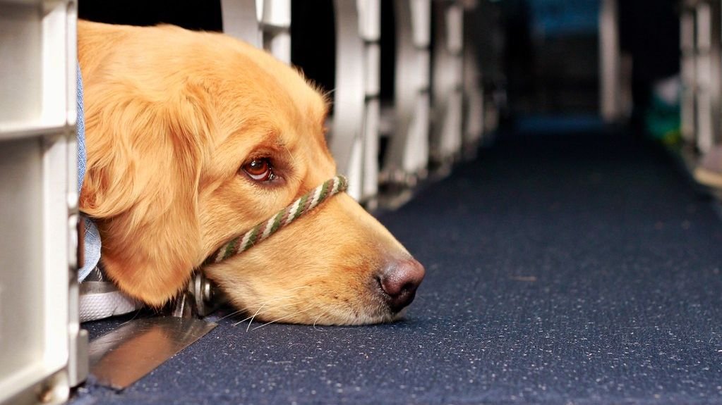 13 Airport Secrets For Passengers Traveling With Dogs