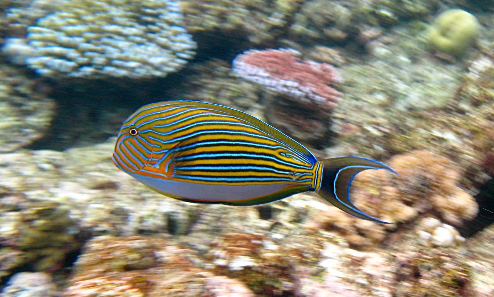 Striped Surgeon (Acanthurus lineatus) on Flynn reef (near Cairns), Great Barrier Reef, Queensland, Australia.
