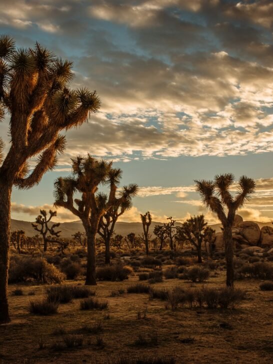 National Park Ranger Say Stop Visiting These 15 Parks