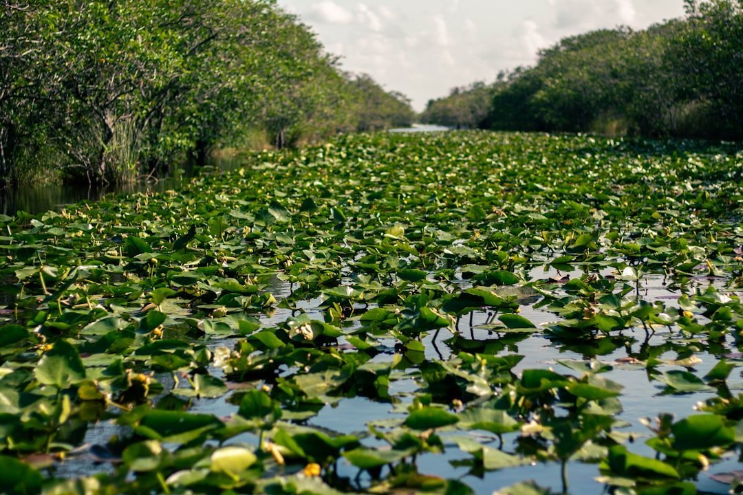 #11 - Everglades National Park, Florida: Gators Playing Hide-and-Seek (Image Credits: Unsplash)