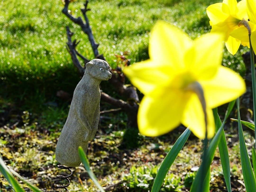 #10 &ndash; Meerkat Statue Colonies (Image Credits: Unsplash)