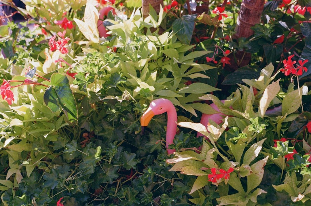 #3 &ndash; Plastic Pink Flamingos (Image Credits: Unsplash)