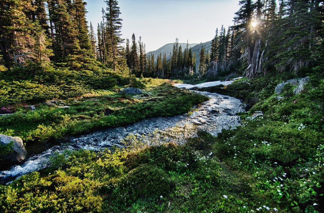 #14 - Olympic National Park: Gorgeous, Sprawling, and Quietly Overwhelming (Image Credits: Unsplash)