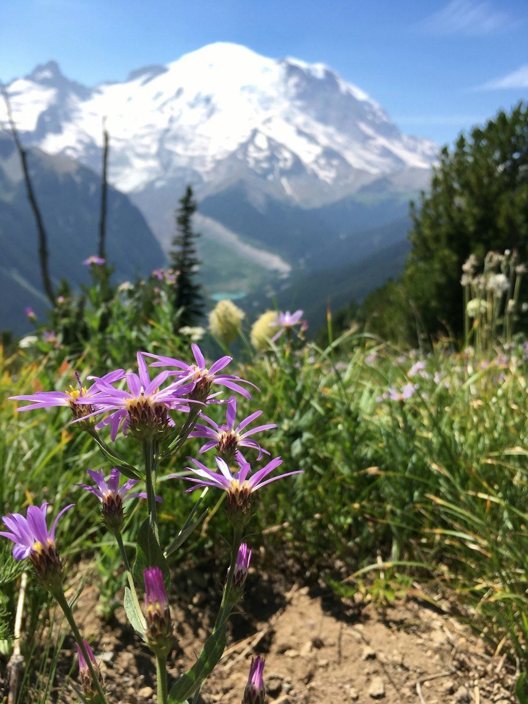 #13 - Mount Rainier National Park: The Wildflower Trap (Image Credits: Unsplash)