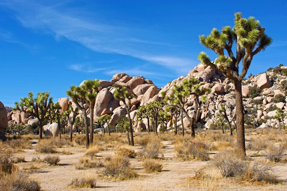 #9 - Joshua Tree National Park: Social Media's Most Damaged Victim (Image Credits: Pexels)